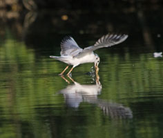 Mouette pêchant (Deux-Sèvre nature environnement) - Agrandir l'image, fenêtre modale