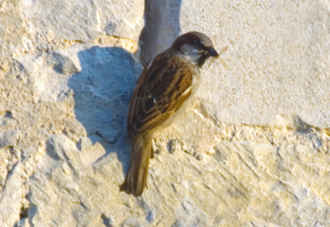 - Agrandir l'image, fenêtre modale
