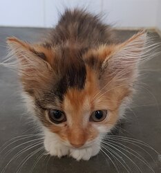 Photo d'un(e) EUROPEEN CHATON