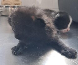 Photo d'un(e) EUROPEEN CHATON