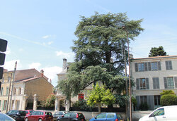 arbre11 Cèdre bleu de l'Atlas