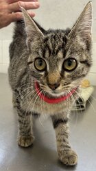 Photo d'un(e) EUROPEEN CHATON