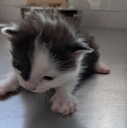 Photo d'un(e) EUROPEEN CHATON