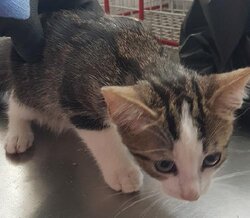 Photo d'un(e) EUROPEEN CHATON