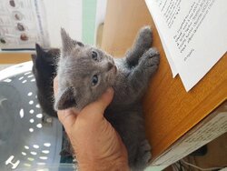 Photo d'un(e) EUROPEEN CHATON