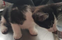 Photo d'un(e) EUROPEEN CHATON