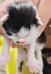 Photo d'un(e) EUROPEEN CHATON