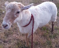 Photo d'un(e) MOUTON