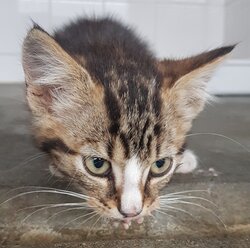 Photo d'un(e) EUROPEEN CHATON