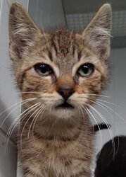 Photo d'un(e) EUROPEEN CHATON
