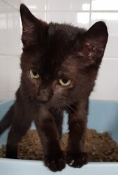 Photo d'un(e) EUROPEEN CHATON