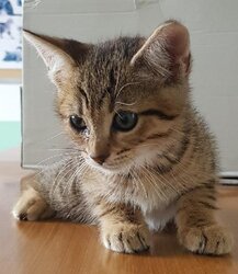 Photo d'un(e) EUROPEEN CHATON
