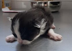 Photo d'un(e) EUROPEEN CHATON
