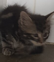 Photo d'un(e) ANGORA CHATON