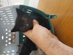 Photo d'un(e) EUROPEEN CHATON