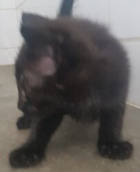 Photo d'un(e) EUROPEEN CHATON