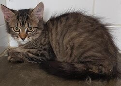 Photo d'un(e) EUROPEEN CHATON