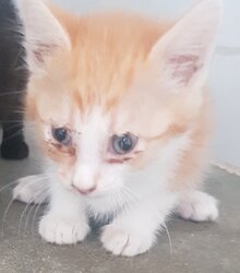 Photo d'un(e) EUROPEEN CHATON