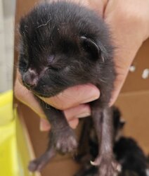 Photo d'un(e) EUROPEEN CHATON