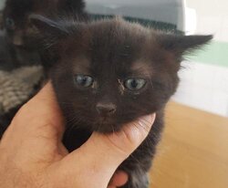 Photo d'un(e) EUROPEEN CHATON