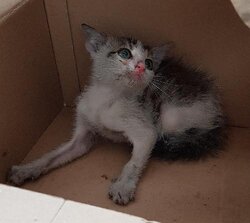Photo d'un(e) CHATON