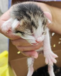 Photo d'un(e) EUROPEEN CHATON