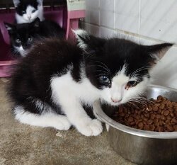 Photo d'un(e) EUROPEEN CHATON