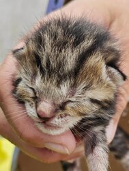 Photo d'un(e) EUROPEEN CHATON