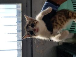 Photo d'un(e) EUROPEEN CHATON