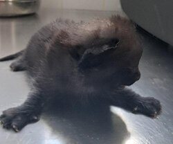 Photo d'un(e) EUROPEEN CHATON
