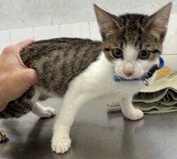 Photo d'un(e) EUROPEEN CHATON
