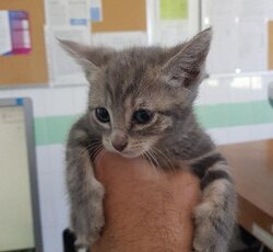 Photo d'un(e) EUROPEEN CHATON