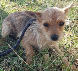 Photo d'un(e) NORWICH TERRIER