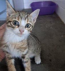 Photo d'un(e) EUROPEEN CHATON