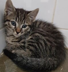Photo d'un(e) EUROPEEN CHATON