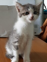 Photo d'un(e) EUROPEEN CHATON