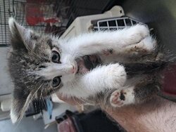 Photo d'un(e) EUROPEEN CHATON
