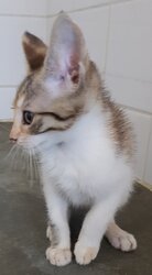 Photo d'un(e) EUROPEEN CHATON