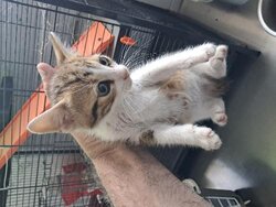 Photo d'un(e) EUROPEEN CHATON