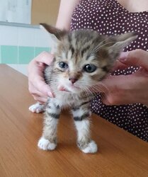 Photo de SOLO, EUROPEEN CHATON
