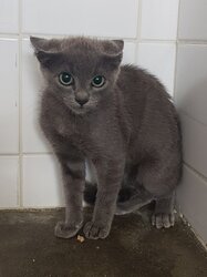 Photo d'un(e) EUROPEEN CHATON