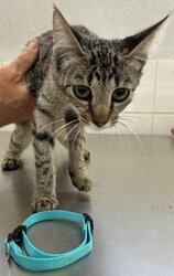 Photo d'un(e) EUROPEEN CHATON