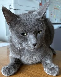 Photo d'un(e) CHARTREUX