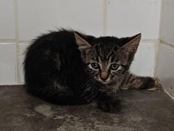 Photo d'un(e) EUROPEEN CHATON