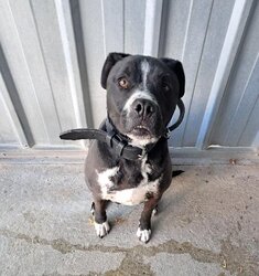Photo de ROHANE, X LABRADOR