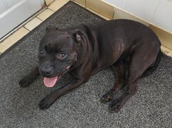 Photo de TESS, STAFFORDSHIRE BULL  